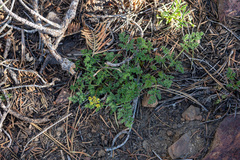 Cymopterus terebinthinus californicus
