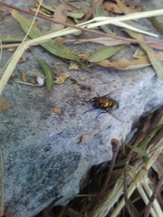 Diptera