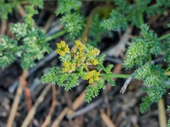 Cymopterus terebinthinus californicus