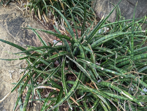 Sansevieria jacquinii N.E.Br. 2