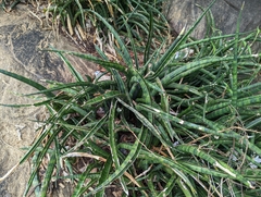 Sansevieria zeylanica