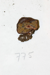 Pachyphlodes austro-oregonensis