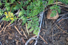 Cymopterus terebinthinus californicus