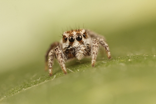Habronattus cognatus