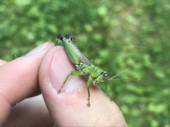 Parapodisma setouchiensis
