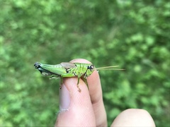 Parapodisma setouchiensis