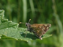 Carterocephalus