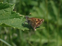Carterocephalus