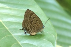 Arhopala athada