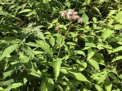 Hydrangea alternifolia