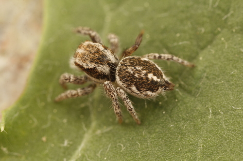 Habronattus cognatus