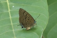 Arhopala athada