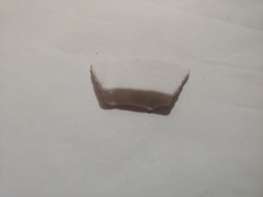 Dendraster excentricus