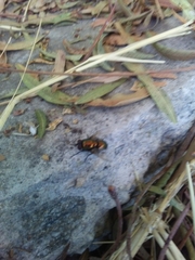 Diptera