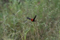 Euplectes hordeaceus