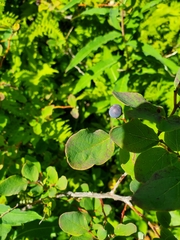 Vaccinium alaskaense