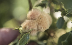 Heteroecus dasydactyli