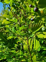 Vaccinium alaskaense