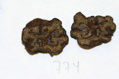 Pachyphlodes austro-oregonensis