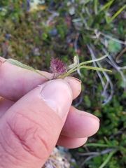 Saussurea angustifolia