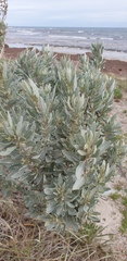 Atriplex cinerea