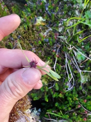 Saussurea angustifolia