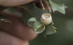 Paracraspis patelloides