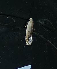 Anacampsis paltodoriella