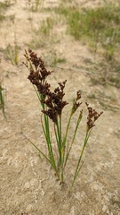 Juncus anceps