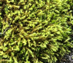 Triquetrella papillata