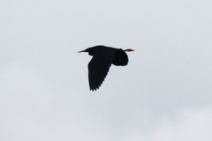 Egretta garzetta dimorpha