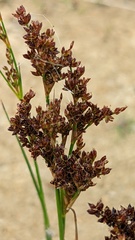 Juncus anceps