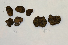 Pachyphlodes austro-oregonensis