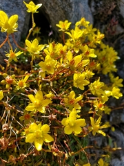 Saxifraga hirculus