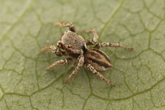Habronattus altanus