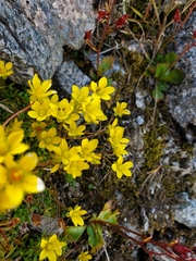 Saxifraga hirculus