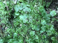 Marchantia foliacea