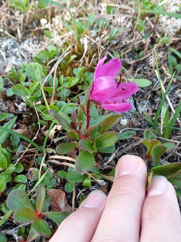 Image of Rhododendron glandulosum by no rights reserved