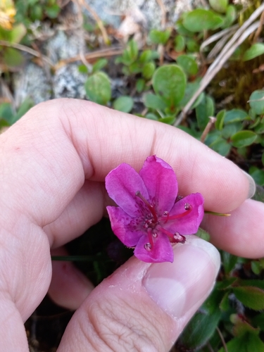 Image of Rhododendron glandulosum by no rights reserved