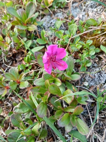 Glandular Kamchatka Rhododendron (Rhododendron glandulosum)