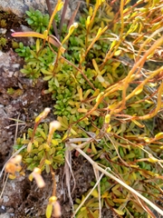 Saxifraga hirculus