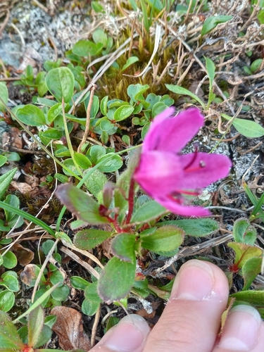 Image of Rhododendron glandulosum by no rights reserved