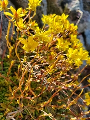 Saxifraga hirculus