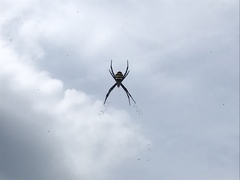Argiope amoena