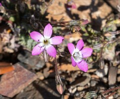 Gilia leptantha purpusii