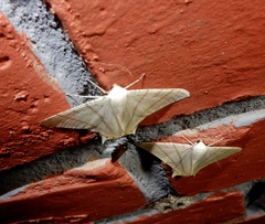 Ourapteryx marginata