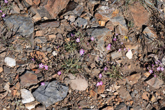 Gilia leptantha purpusii
