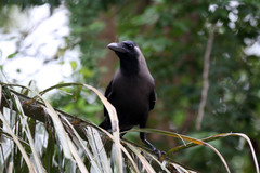 Corvus splendens