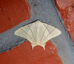 Ourapteryx marginata