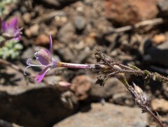 Gilia leptantha purpusii